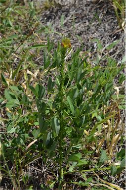 APII jpeg image of Crotalaria goreensis  © contact APII