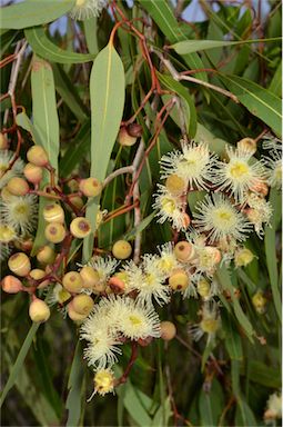 APII jpeg image of Corymbia plena  © contact APII