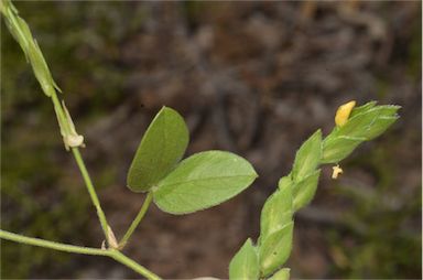 APII jpeg image of Zornia prostrata var. prostrata  © contact APII