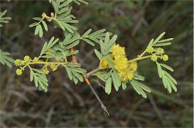 APII jpeg image of Vachellia nilotica subsp. indica  © contact APII