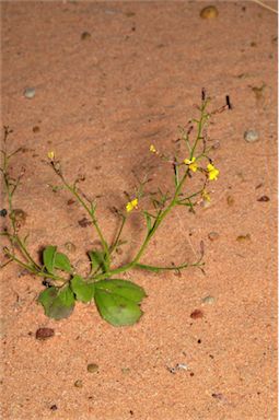 APII jpeg image of Goodenia paniculata  © contact APII