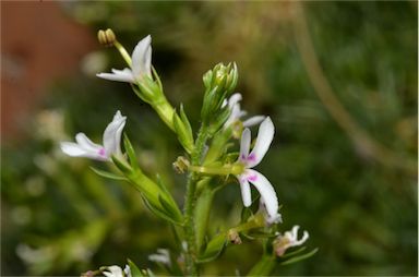 APII jpeg image of Stylidium eglandulosum  © contact APII