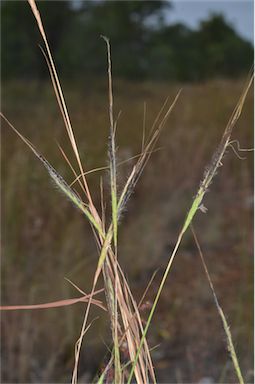 APII jpeg image of Heteropogon contortus  © contact APII