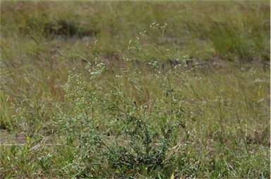 APII jpeg image of Parthenium hysterophorus  © contact APII