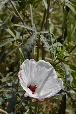 APII jpeg image of Hibiscus meraukensis  © contact APII