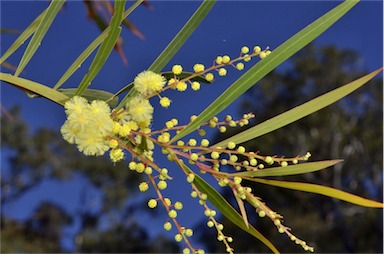 APII jpeg image of Acacia storyi  © contact APII