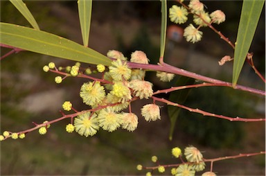 APII jpeg image of Acacia storyi  © contact APII