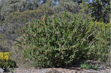 APII jpeg image of Grevillea iaspicula  © contact APII