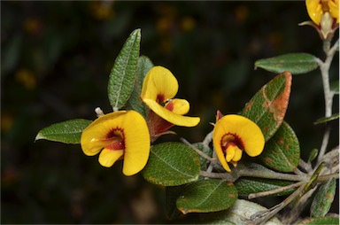 APII jpeg image of Mirbelia platylobioides  © contact APII