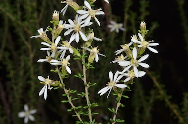 APII jpeg image of Olearia microphylla  © contact APII