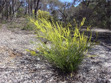 APII jpeg image of Acacia imbricata  © contact APII