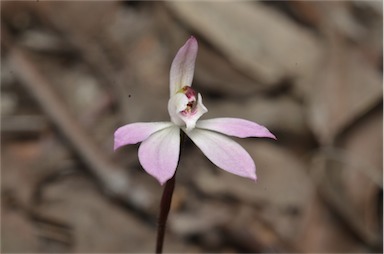 APII jpeg image of Caladenia fuscata  © contact APII