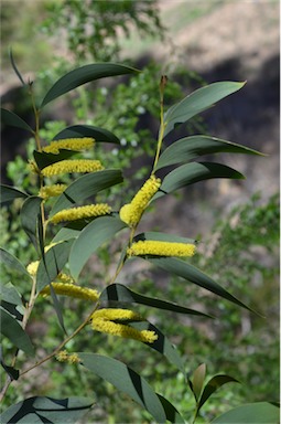 APII jpeg image of Acacia cheelii  © contact APII