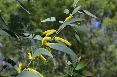 APII jpeg image of Acacia cheelii  © contact APII