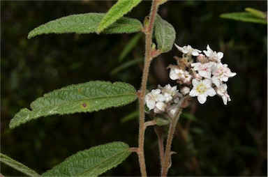 APII jpeg image of Commersonia rugosa  © contact APII