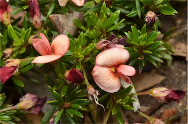 APII jpeg image of Pultenaea pedunculata 'Pyalong Pink'  © contact APII