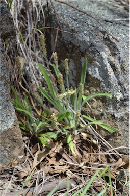 APII jpeg image of Plantago hispida  © contact APII