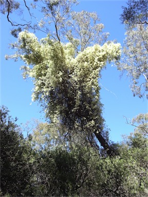 APII jpeg image of Pandorea pandorana subsp. pandorana  © contact APII