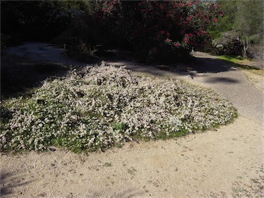 APII jpeg image of Calytrix tetragona  © contact APII