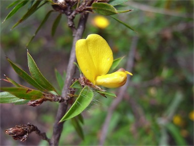 APII jpeg image of Pultenaea villifera var. villifera  © contact APII