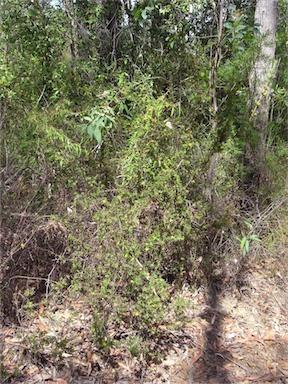 APII jpeg image of Pultenaea villifera var. villifera  © contact APII