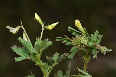 APII jpeg image of Medicago laciniata  © contact APII