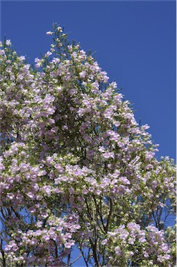 APII jpeg image of Eremophila sturtii  © contact APII