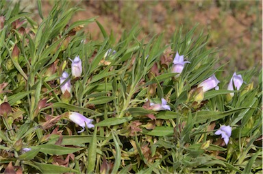 APII jpeg image of Eremophila freelingii  © contact APII