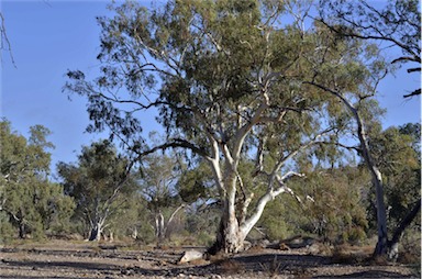 APII jpeg image of Eucalyptus camaldulensis  © contact APII