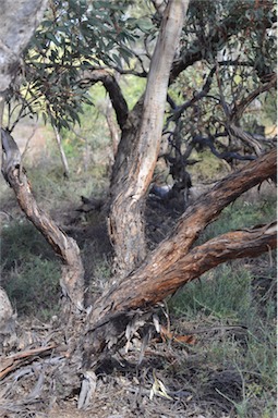 APII jpeg image of Eucalyptus socialis subsp. socialis  © contact APII