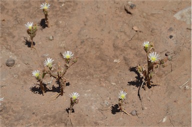 APII jpeg image of Mesembryanthemum nodiflorum  © contact APII