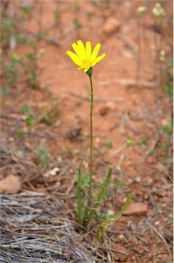 APII jpeg image of Microseris lanceolata  © contact APII