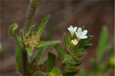 APII jpeg image of Amsinckia lycopsoides  © contact APII