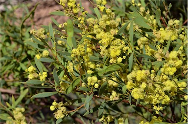 APII jpeg image of Acacia quornensis  © contact APII