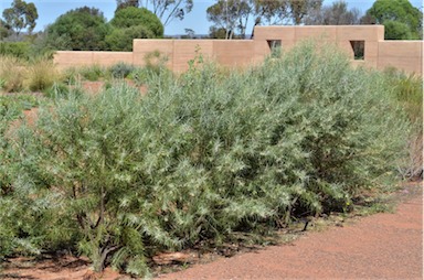 APII jpeg image of Eremophila stenophylla  © contact APII