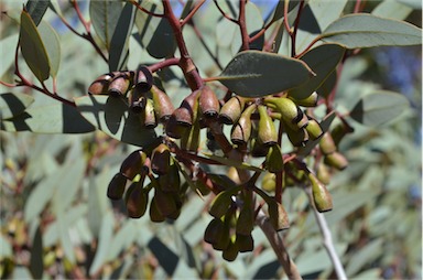 APII jpeg image of Eucalyptus pimpiniana  © contact APII