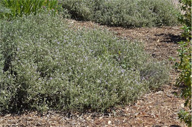 APII jpeg image of Eremophila malacoides  © contact APII