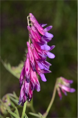 APII jpeg image of Vicia villosa subsp. eriocarpa  © contact APII