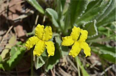 APII jpeg image of Goodenia robusta  © contact APII