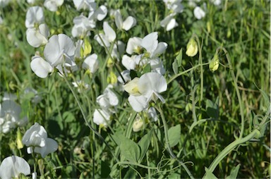 APII jpeg image of Lathyrus latifolius  © contact APII