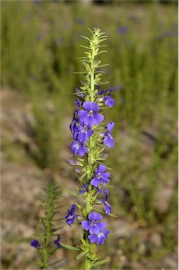 APII jpeg image of Stemodia florulenta  © contact APII