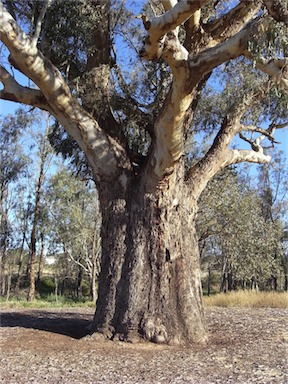 APII jpeg image of Eucalyptus camaldulensis  © contact APII