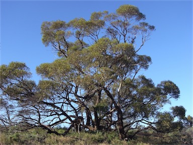 APII jpeg image of Eucalyptus porosa  © contact APII