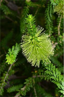 APII jpeg image of Melaleuca diosmifolia  © contact APII