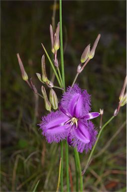 APII jpeg image of Thysanotus tuberosus subsp. tuberosus  © contact APII