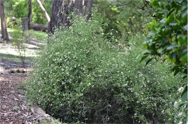 APII jpeg image of Ozothamnus vagans  © contact APII