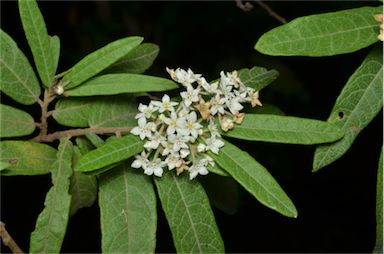 APII jpeg image of Commersonia salviifolia  © contact APII