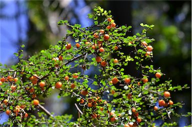 APII jpeg image of Pittosporum multiflorum  © contact APII