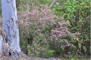 APII jpeg image of Leptospermum spectabile 'Aphrodite'  © contact APII