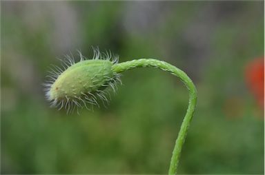 APII jpeg image of Papaver dubium  © contact APII